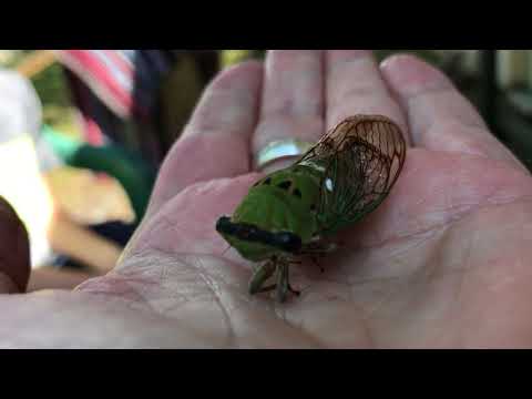 ⏳  Dying Cicada Crying  ( sound w/video) 👀