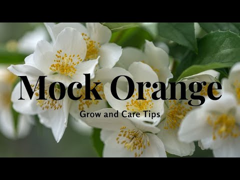 Mock Orange: Grow and Care Tips