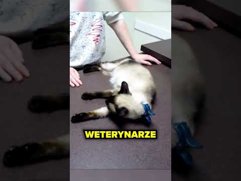 Dlaczego Koty Nagle “Zamraża”?🥶🙀