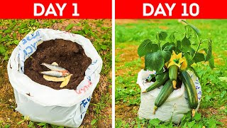 Easy Ways to Grow Your Own Vegetables And Fruit Picking Hacks