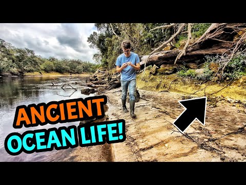 Exploring a River FULL of Fossils from an Ancient Sea - Florida Fossil Hunting!