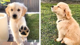 🐶 These Golden Puppies Help You Happier Everyday 😍 | Cute Puppies