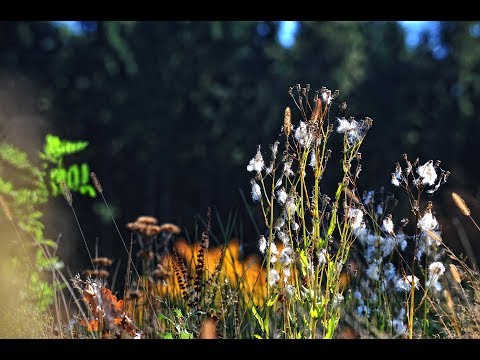 Sommer im Passauer Land