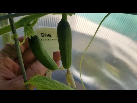 , title : 'Another Walkthrough of Parthenocarpic Cucumber Trial'