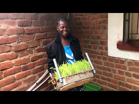 With chickenfeed against climate change & poverty