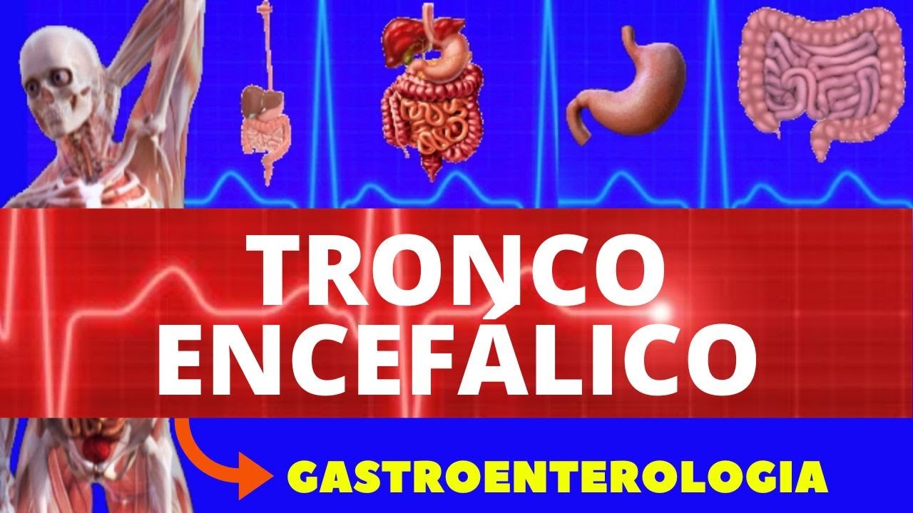 TRONCO ENCEFÁLICO (BULBO, PONTE E MESENCÉFALO) - NEUROANATOMIA DO TRONCO ENCEFÁLICO - ANATOMIA