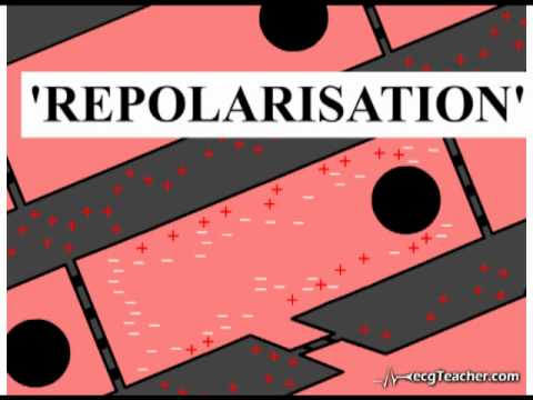 ECG Interpretation - Cardiac Electrophysiology (Section 4, Part 1)