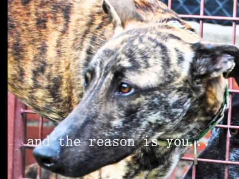 Voluntarios Baasgalgo