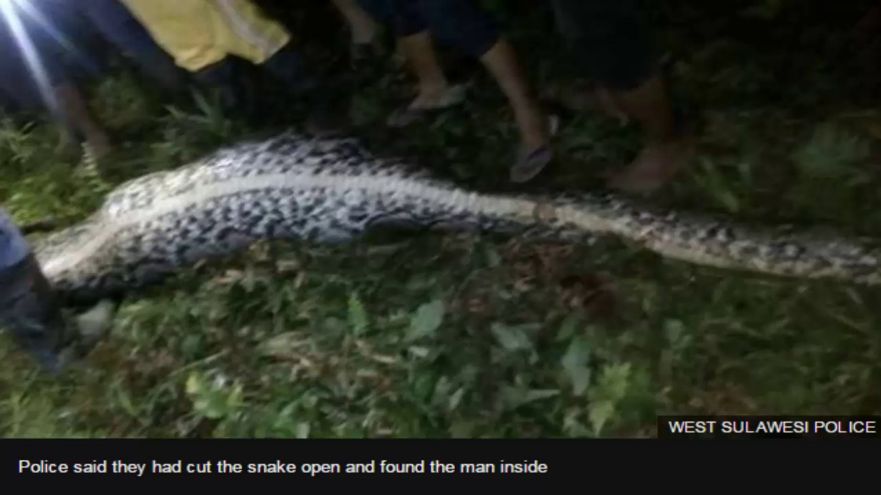 Police Indonesian man's body found inside python