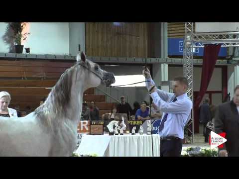 N.76 CANOVA - Wels 2016 - Stallion 7-10 years old (Class 11)
