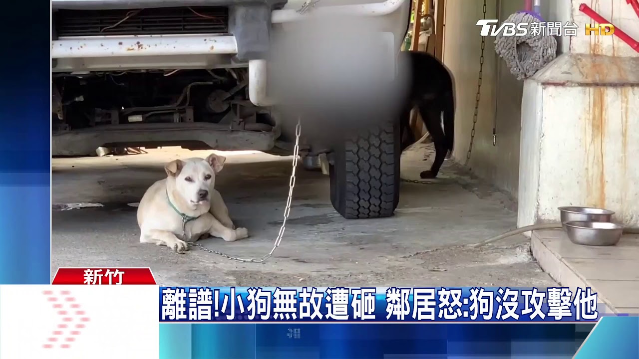 惡劣！男酒後大鬧　持盆栽砸狗、打破玻璃