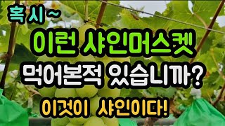 #샤인머스켓당도판매 #비닐비가림시설하우스 #경매직거래소도매 맛있는 샤인 고르는 방법 #제발제대로된상품만판매합…