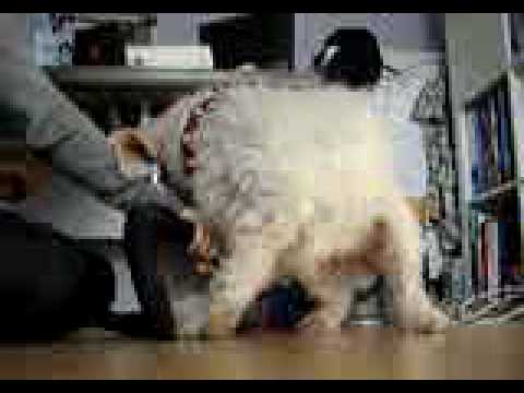 Der Staubsauger Hund