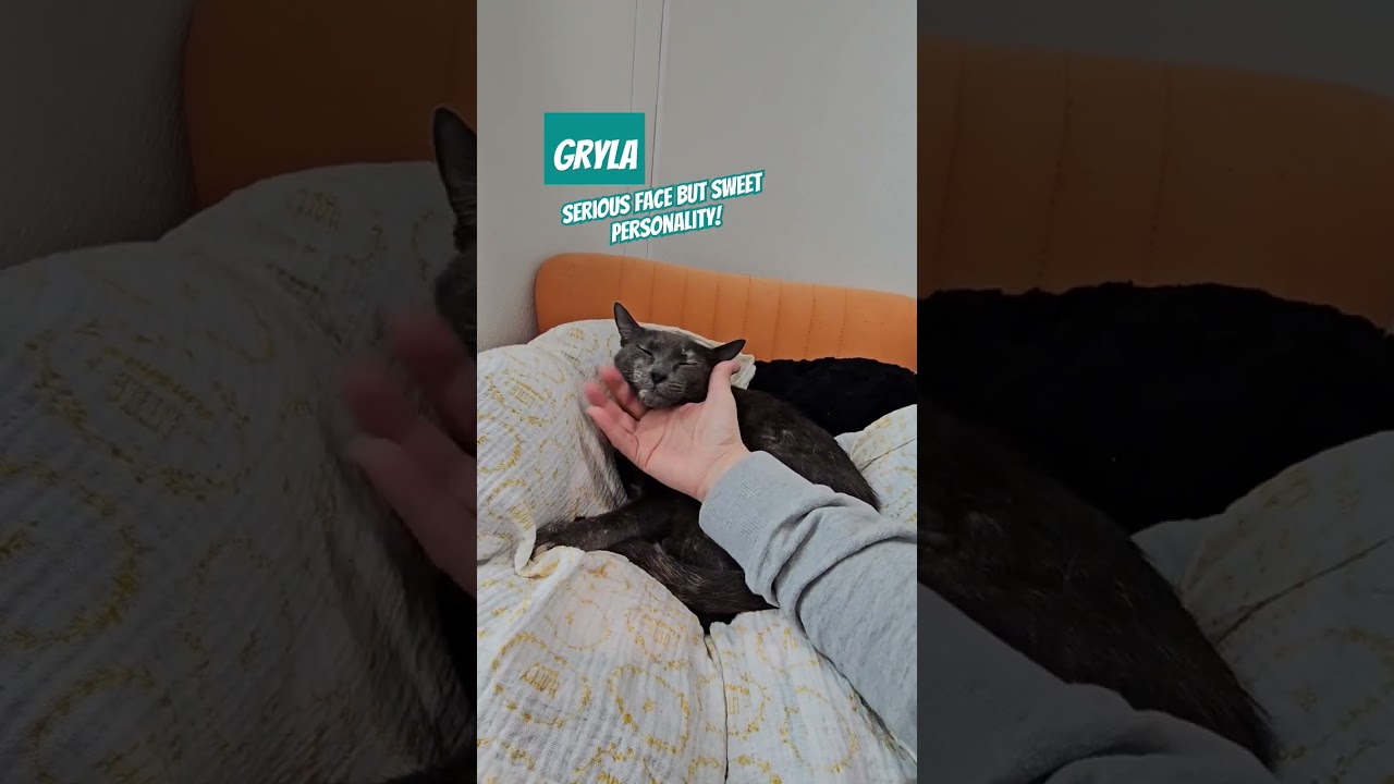 Enlarge Gryla, a Adoptable mixed breed in Dallas, TX video 6/6