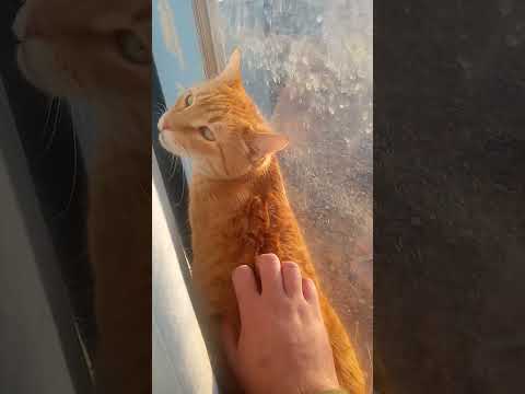 Petting Dylan the gray cat and tiger the orange hair cat in 31.7 seconds tonight #297