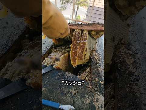 養蜂:ここに注意する必要があります サービス