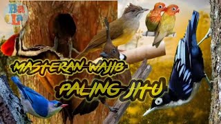 Download lagu Cililin vs Cucak Jenggot || Rambatan || pelatuk bawang || Love Bird - suara berjeda mp3