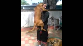 Dog loves to give hugs