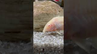 My Red-Eyed Albino Cory Catfish's Substrate Sifting Behavior (sorry about the auto captions 🥴)
