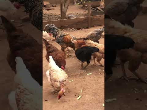 22 de janeiro de 2026