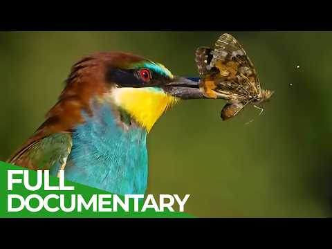 Angry Birds: The Cultural Phenomenon | SoundHeal