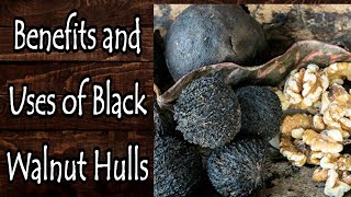 Benefits and Uses of Black Walnut Hulls