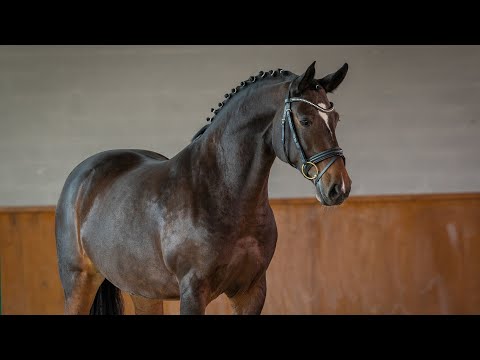 Horse for Sale | Piro free Lusitano mare – perfect amateur ride (REF#689)