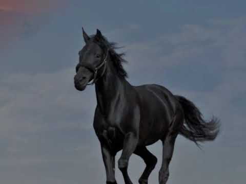 BETO PEREIRA - White Handkerchief