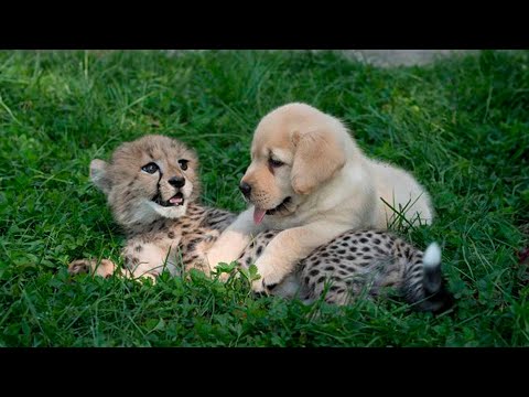 This dog and the cheetah met as children, two years later, they are still inseparable