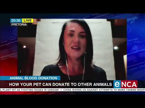 Animal Blood Donation | How your pet can donate to other animals