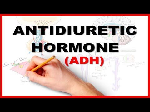 ADH (Antidiuretic Hormone) / Renal Physiology