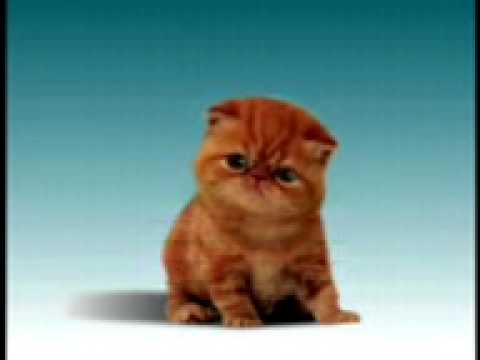 mi chiamo gatto piero(gatto)XD