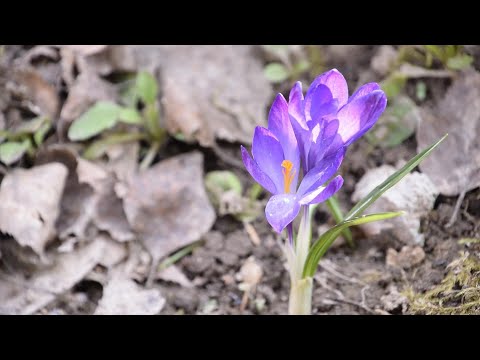 Vlog-4 28/04/23 ( Nature, birds and the river)