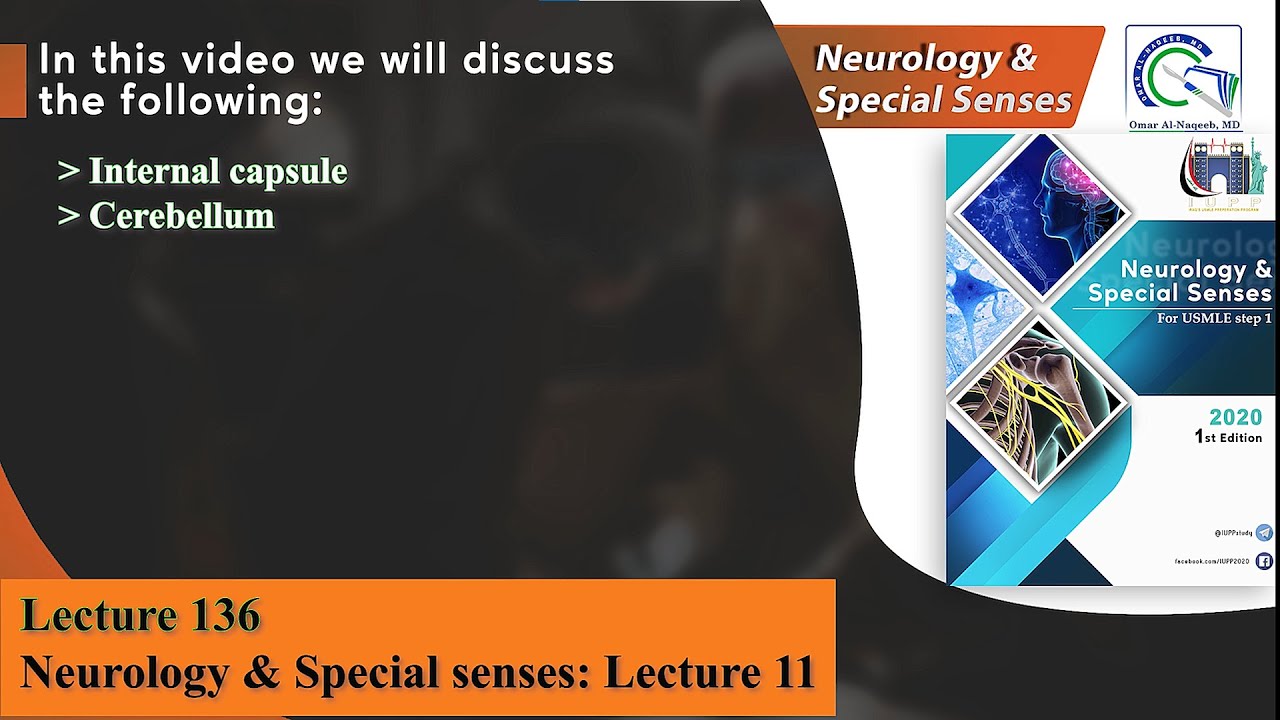 Internal capsule & Cerebellum anatomy