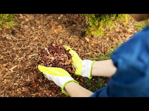 The Amazing Effect of Pine Bark on Potency, Hemorrhoids, and Vessels | Marek Skoczylas