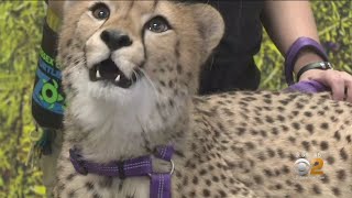 Best Friends With A Purpose: Cheetah Has A Therapy Dog At The Turtle Back Zoo