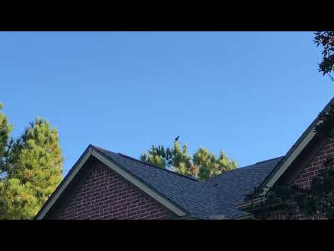 I’m getting better at speaking crow 😂😂