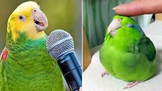 Smart And Funny Parrots Parrot Talking Videos Compilation (2024) - Cute Birds #10