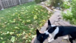 Video preview image #1 Mutt Puppy For Sale in Belleuve, NE, USA