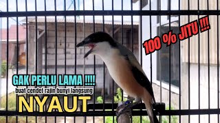 Download lagu burung cendet gacor FULL MATERI untuk PANCINGAN CENDET AGAR BUNYI bikin BURUNG PENTET GACOR EMOSI mp3 Download lagu burung cendet gacor FULL MATERI untuk PANCINGAN CENDET AGAR BUNYI bikin BURUNG PENTET GACOR EMOSI mp3