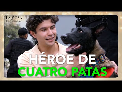 Rocky se convierte en el HÉROE que evita que Tito ARRUNE su VIDA | EL SARGENTO ROCKY 4/4 | LRDG