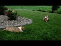 Welsh Corgi Pembroke dogs for sale: Leo - Video 1