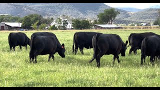Herd Quitter® Minute - How Long Does It Take?