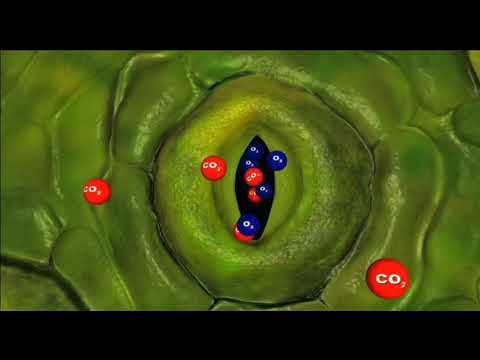 Controle da transpiração vegetal pelos estômatos.