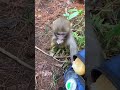 Baby Monkey Thief Funny Joke Happy Good Feeling