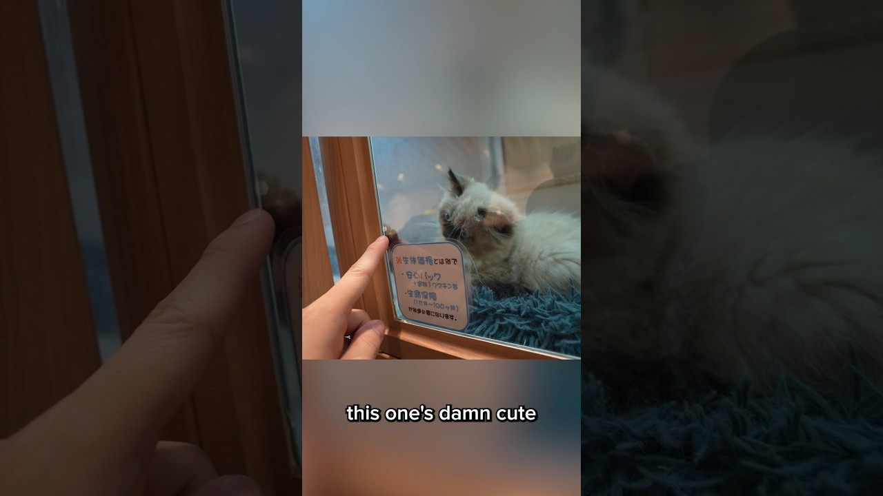 Japanese pet shop experience