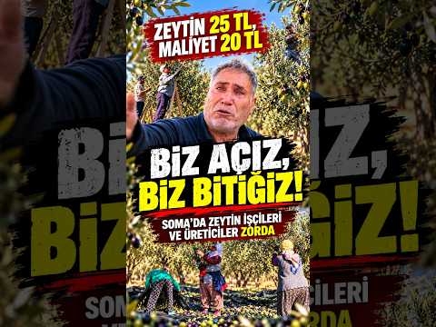 Soma'da zeytin işçilerinden geçim isyanı: “Biz açız, biz bitiğiz” #Soma #ZeytinHasadı #Emekliler