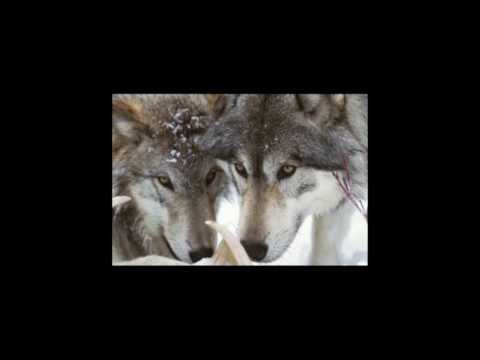 COLD FUSION (Cyrus Malachi & Ray Vendetta) WOLVEZ (Freestyle)