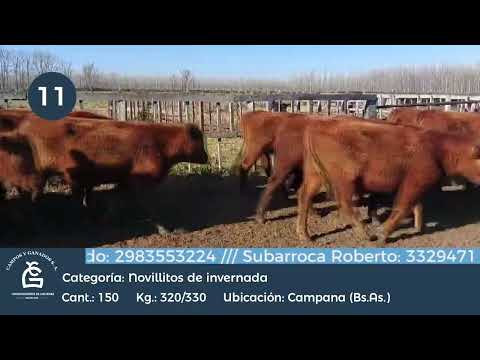 Lote Ntos  - Campana Bs As