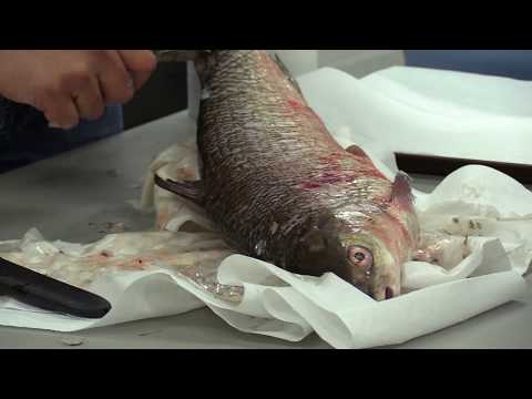 How to Remove Fish Scales without using a Scaler